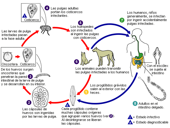La profiláctica de las lombrices a los pequeños niños